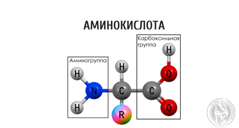 Молекула аминокислоты - структурной единицы белка