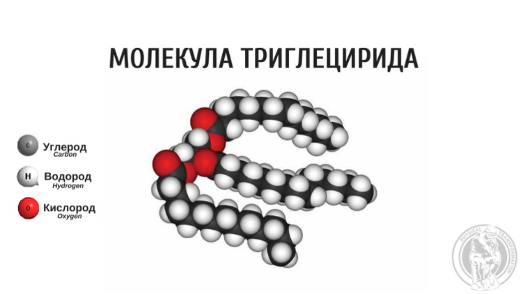 Молекула жира, красным цветом выделен кислород, чёрным – углерод, белым – водород