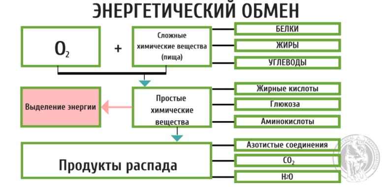 Схема энергетического обмена